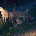 ZMB NOR SouthLuangwa 2016DEC10 NP 080 : 2016, 2016 - African Adventures, Africa, Date, December, Eastern, Month, National Park, Northern, Places, South Luangwa, Trips, Year, Zambia